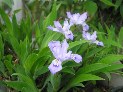 ���ƒ�̉ԂƎČ��E��