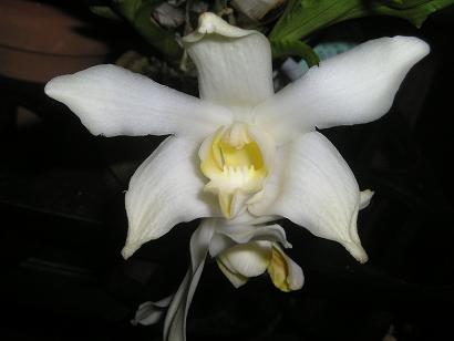 ���ƒ�̉ԂƎČ��E��