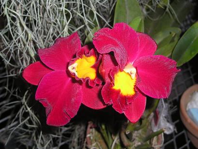 ���ƒ�̉ԂƎČ��E��