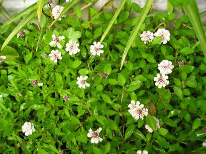 ���ƒ�̉ԂƎČ��E��