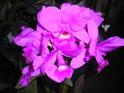 ���ƒ�̉ԂƎČ��E��