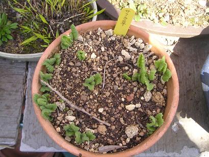 ���ƒ�̉ԂƎČ��E��