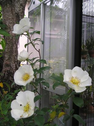 ���ƒ�̉ԂƎČ��E��