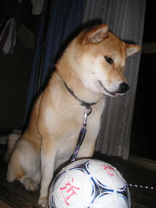 ���ƒ�̉ԂƎČ��E��