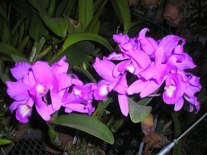 ���ƒ�̉ԂƎČ��E��