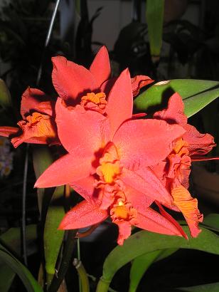 ���ƒ�̉ԂƎČ��E��