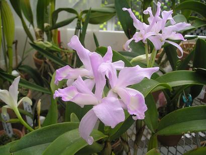 ���ƒ�̉ԂƎČ��E��