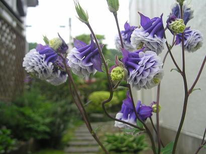 ���ƒ�̉ԂƎČ��E��