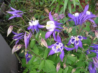 ���ƒ�̉ԂƎČ��E��