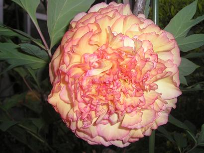 ���ƒ�̉ԂƎČ��E��