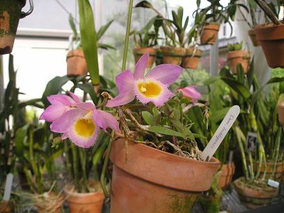 ���ƒ�̉ԂƎČ��E��