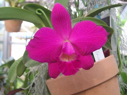 ���ƒ�̉ԂƎČ��E��