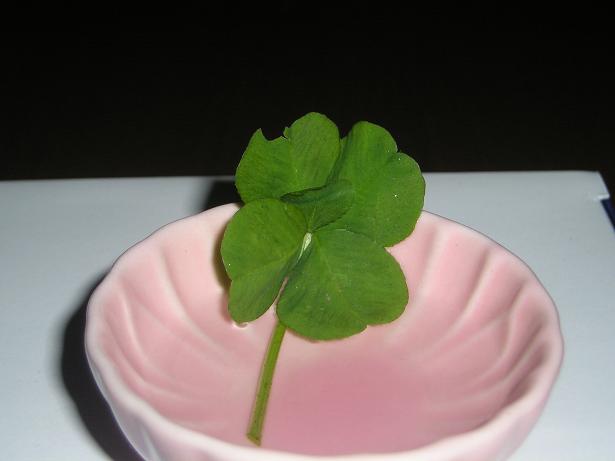 ���ƒ�̉ԂƎČ��E��