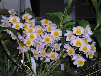 ���ƒ�̉ԂƎČ��E��