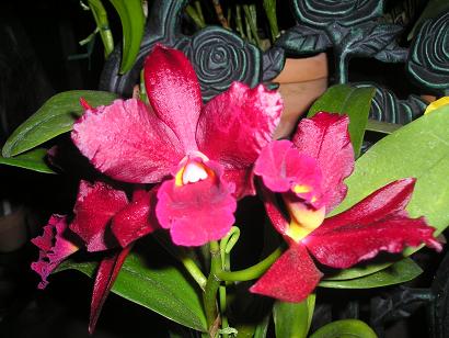 ���ƒ�̉ԂƎČ��E��