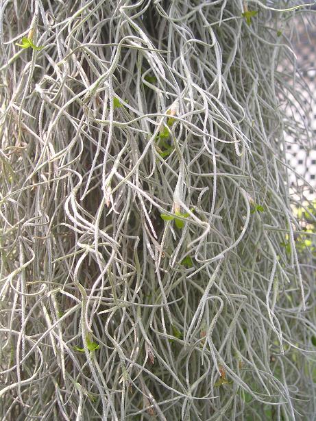 ���ƒ�̉ԂƎČ��E��