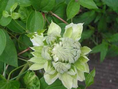 ���ƒ�̉ԂƎČ��E��