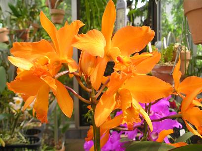 ���ƒ�̉ԂƎČ��E��