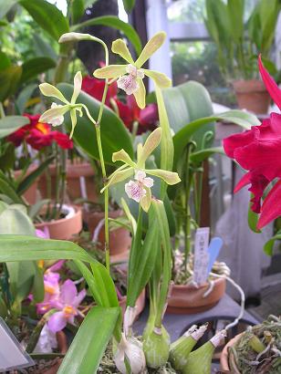 ���ƒ�̉ԂƎČ��E��