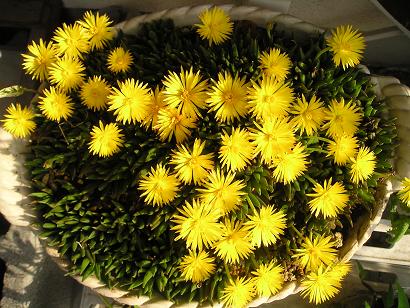 ���ƒ�̉ԂƎČ��E��