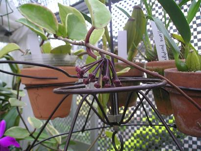 ���ƒ�̉ԂƎČ��E��