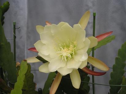 ���ƒ�̉ԂƎČ��E��