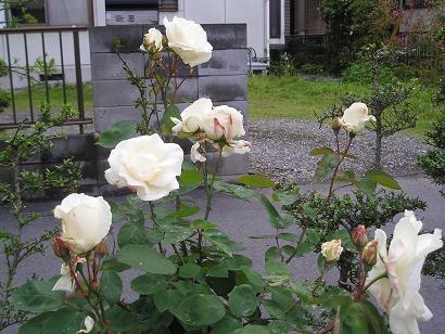 ���ƒ�̉ԂƎČ��E��