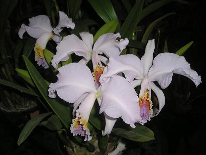 ���ƒ�̉ԂƎČ��E��