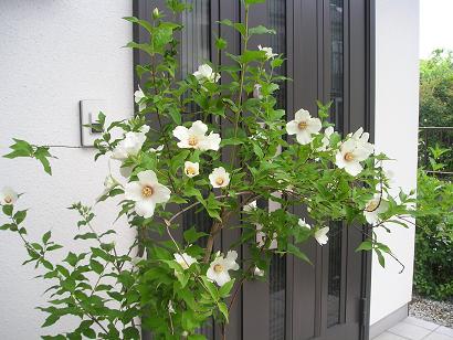 ���ƒ�̉ԂƎČ��E��