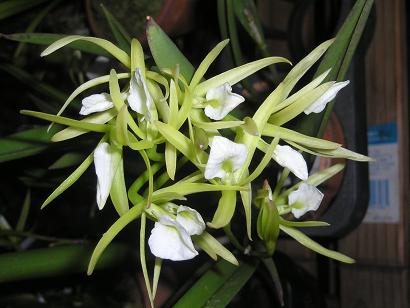 ���ƒ�̉ԂƎČ��E��