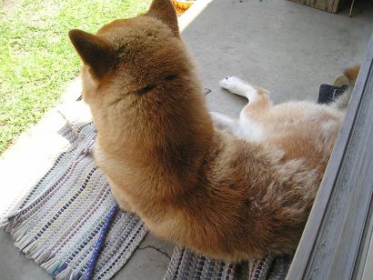 ���ƒ�̉ԂƎČ��E��