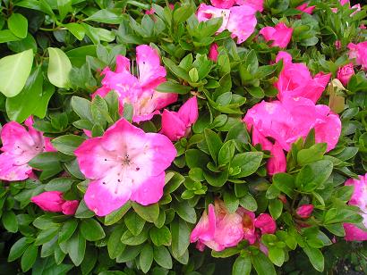 ���ƒ�̉ԂƎČ��E��