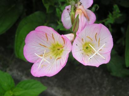 ���ƒ�̉ԂƎČ��E��