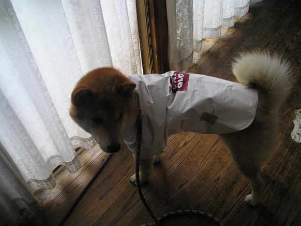 ���ƒ�̉ԂƎČ��E��