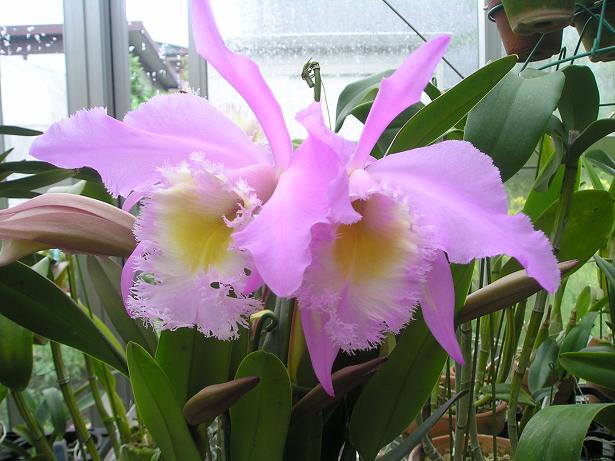 ���ƒ�̉ԂƎČ��E��