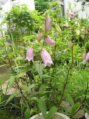 ���ƒ�̉ԂƎČ��E��