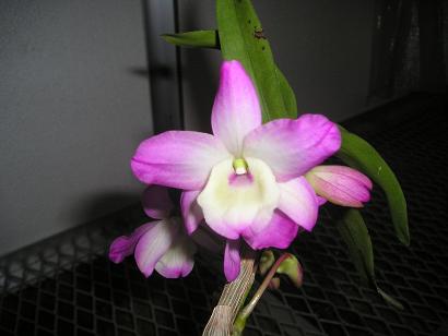 ���ƒ�̉ԂƎČ��E��