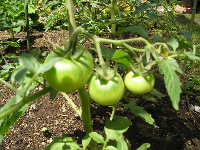 ���ƒ�̉ԂƎČ��E��