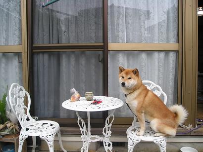 ���ƒ�̉ԂƎČ��E��