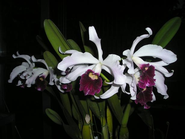 ���ƒ�̉ԂƎČ��E��