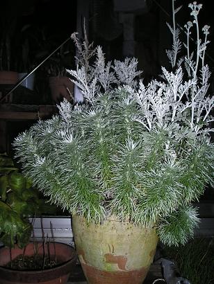 ���ƒ�̉ԂƎČ��E��