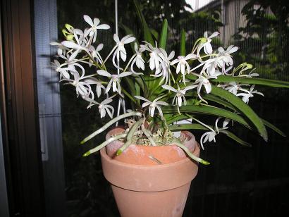 ���ƒ�̉ԂƎČ��E��