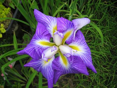 ���ƒ�̉ԂƎČ��E��