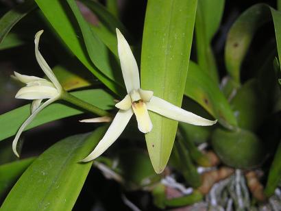 ���ƒ�̉ԂƎČ��E��