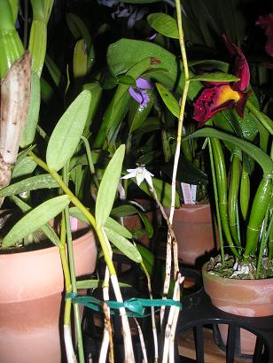 ���ƒ�̉ԂƎČ��E��