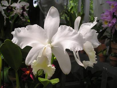 ���ƒ�̉ԂƎČ��E��