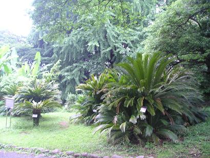 ���ƒ�̉ԂƎČ��E��