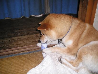 ���ƒ�̉ԂƎČ��E��