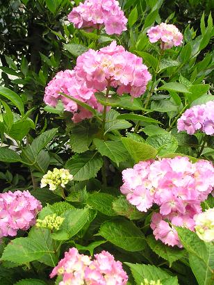 ���ƒ�̉ԂƎČ��E��