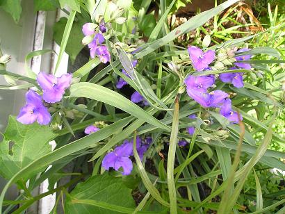 ���ƒ�̉ԂƎČ��E��